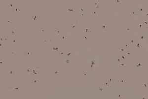 Линолеум Forbo Sphera Energetic 50224 fossil фото  | FLOORDEALER